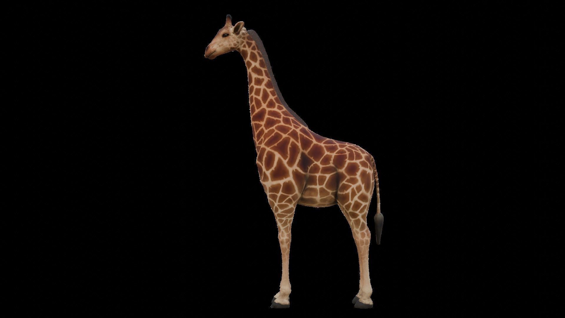 Animal Giraffe Low-poly 3D model_2