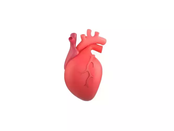 Cartoon Human Heart