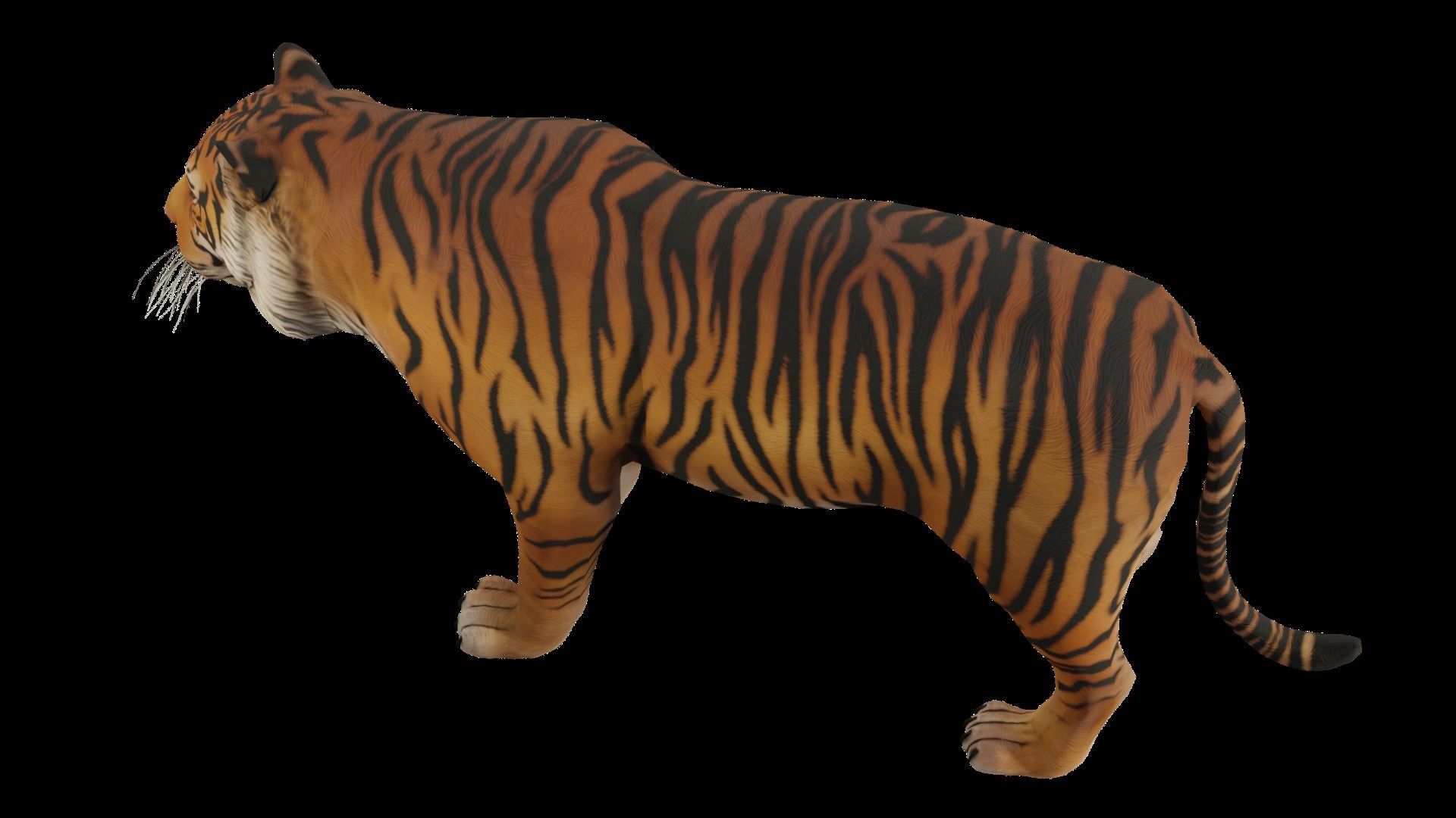 Animal Tiger Low-poly 3D model_9