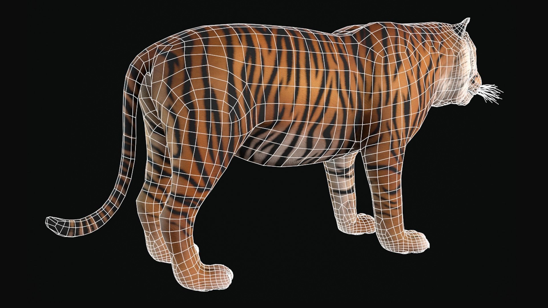 Animal Tiger Low-poly 3D model_11