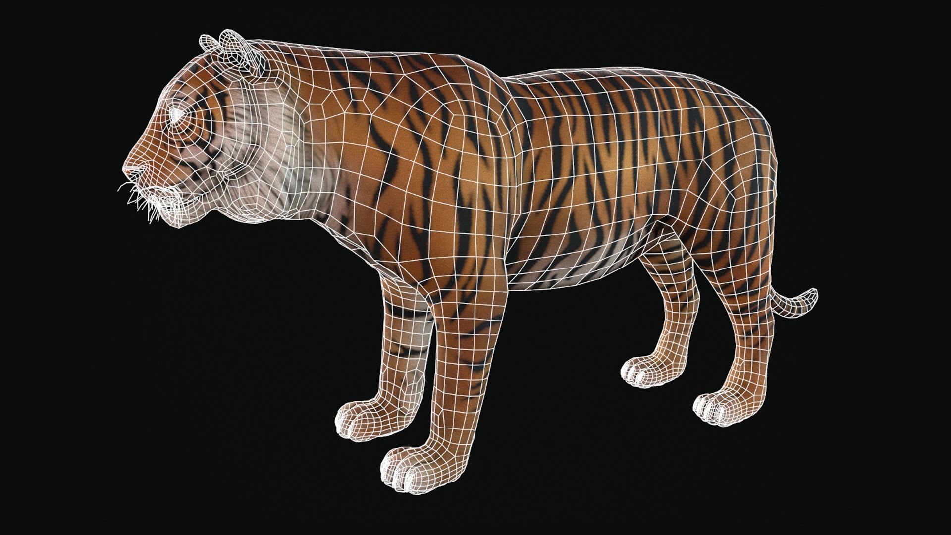 Animal Tiger Low-poly 3D model_10