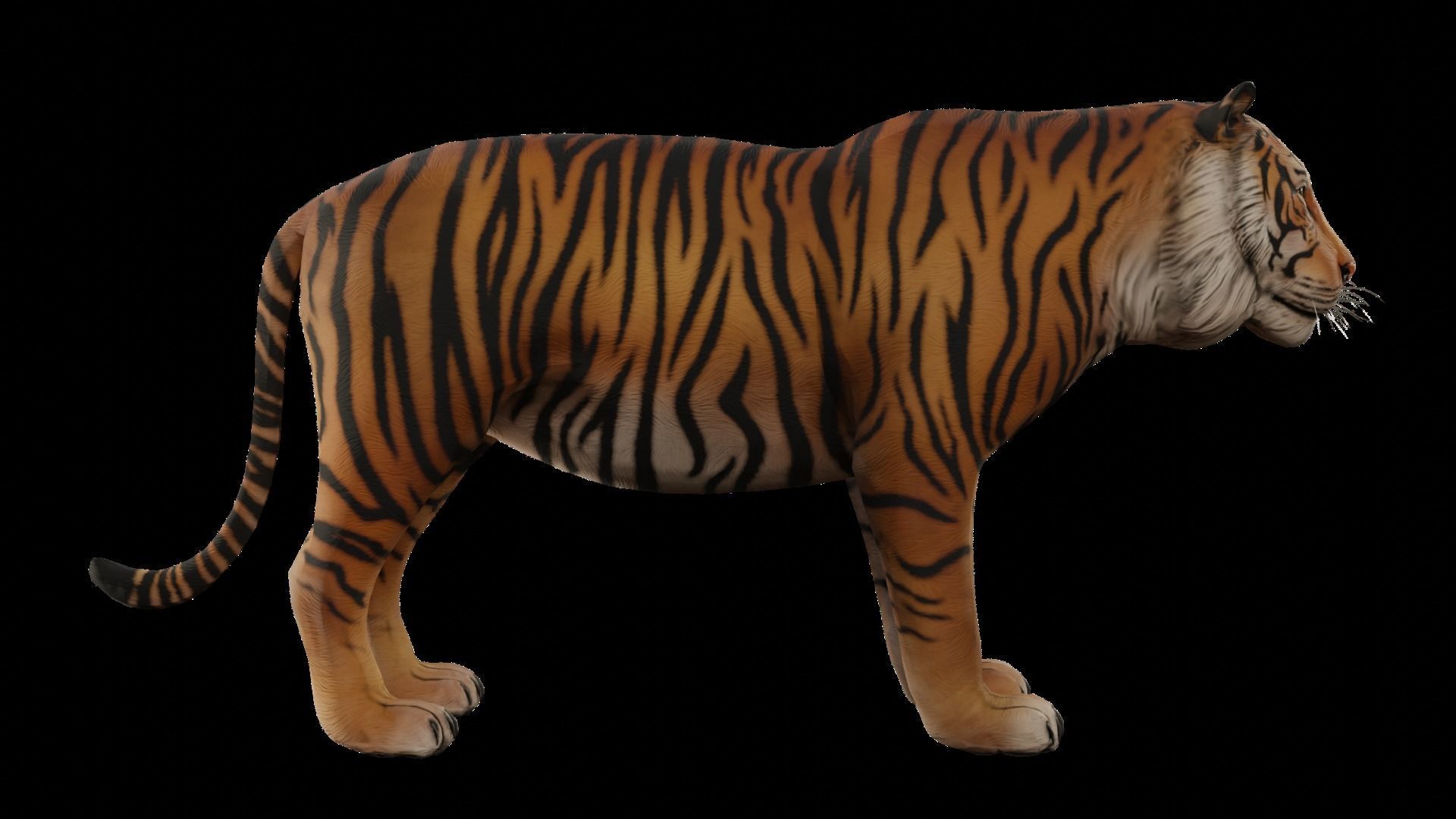 Animal Tiger Low-poly 3D model_5