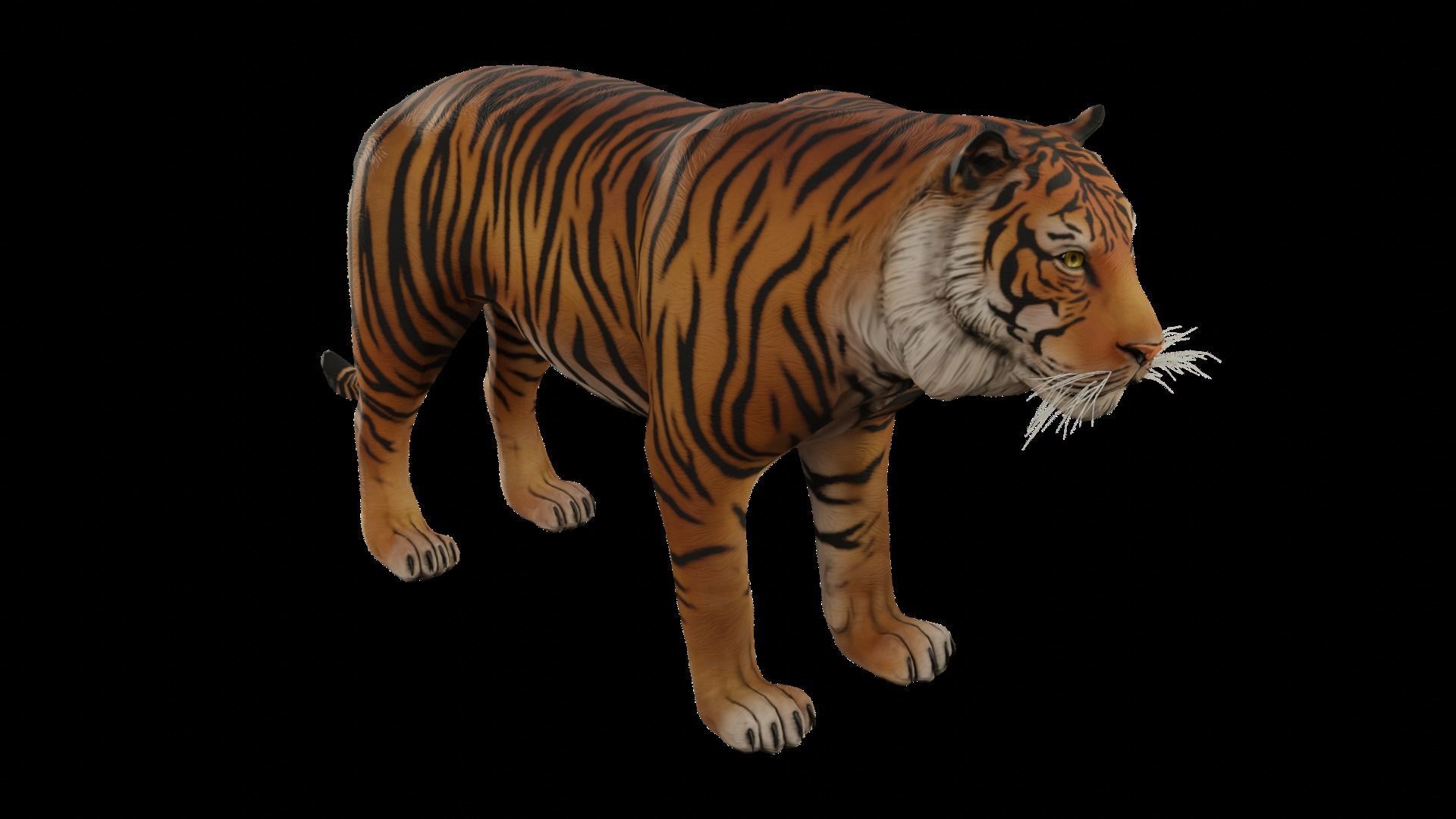 Animal Tiger Low-poly 3D model_6