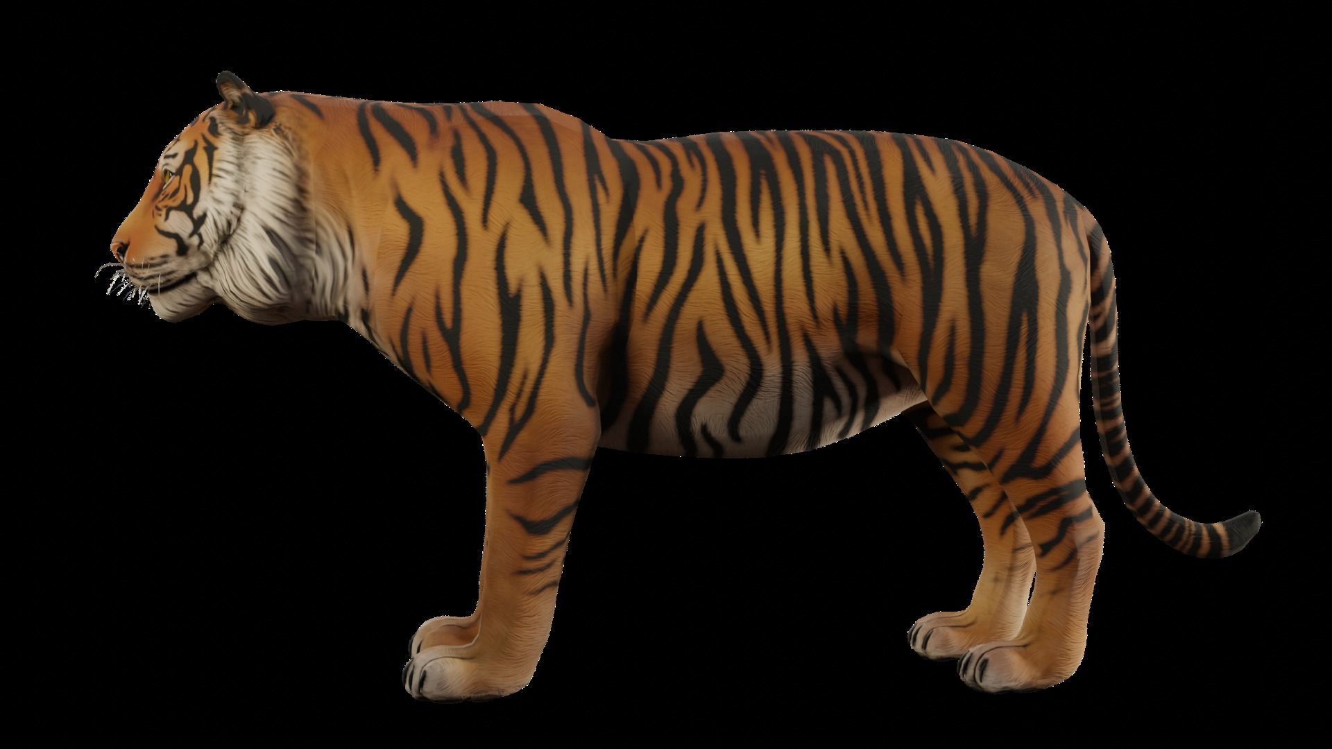 Animal Tiger Low-poly 3D model_2