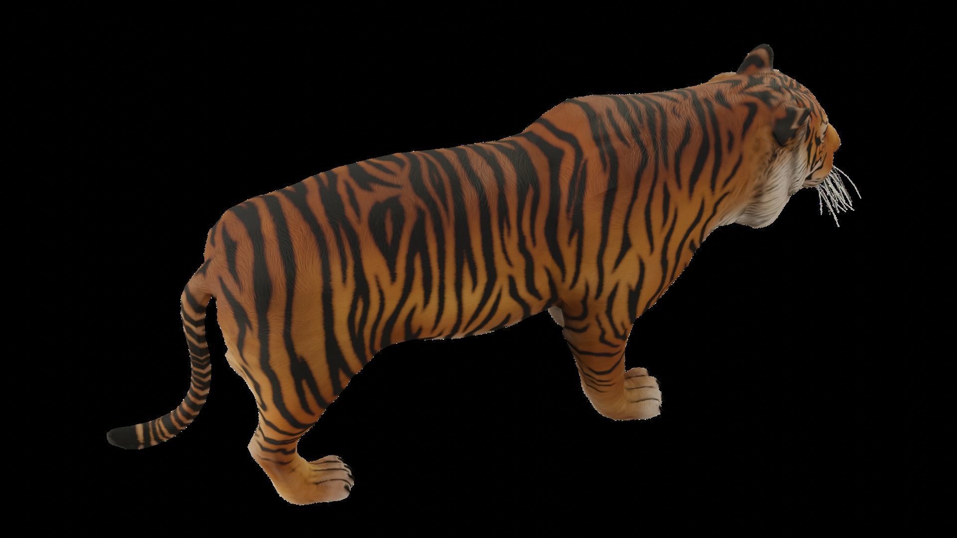 Animal Tiger Low-poly 3D model_8