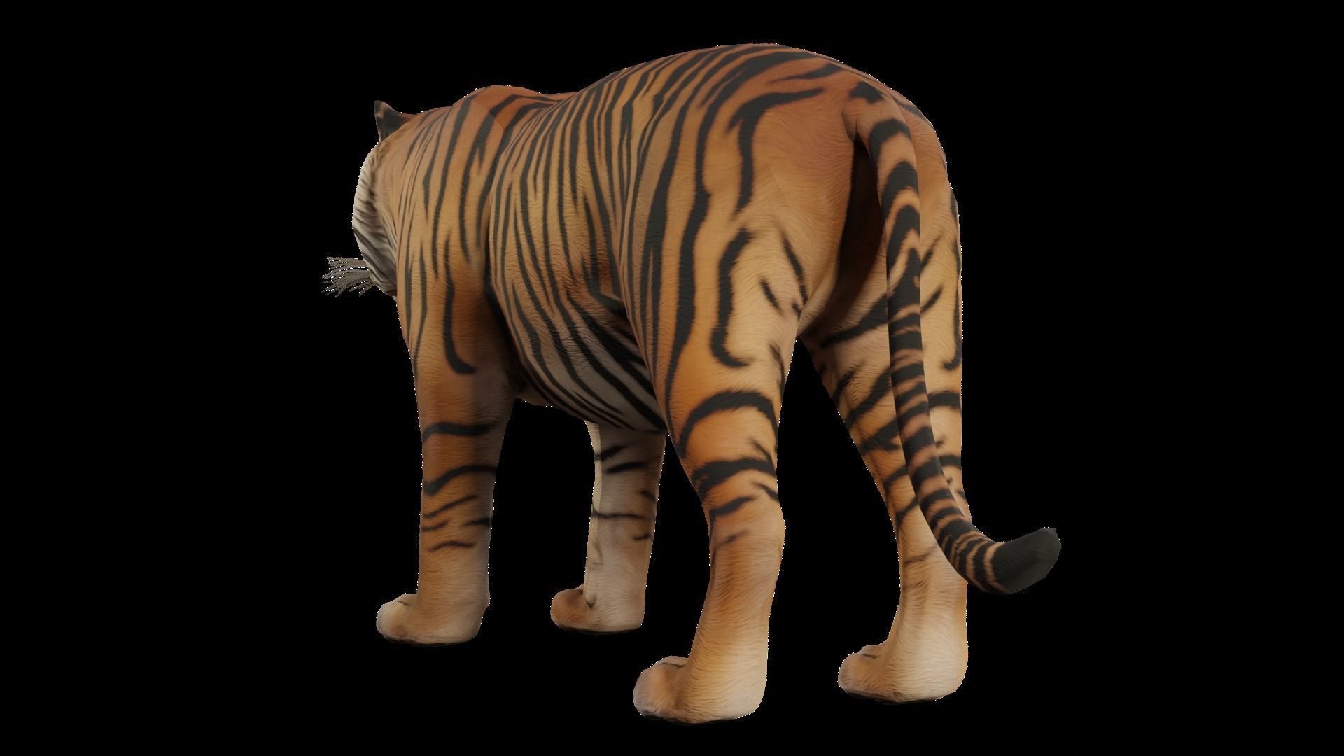 Animal Tiger Low-poly 3D model_3