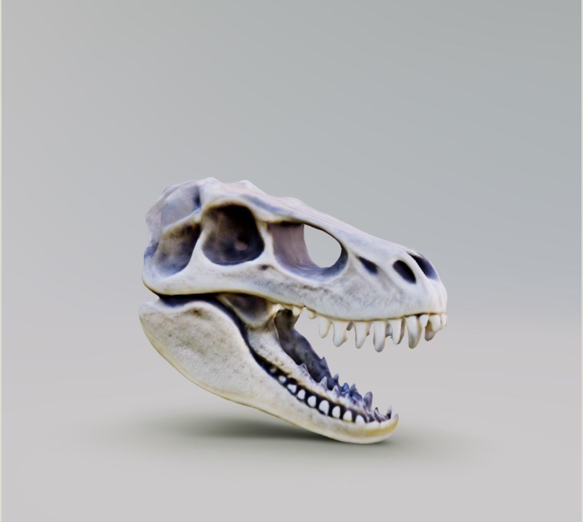 Human Dog Trex Alligator Skull All Together 3D print model_5