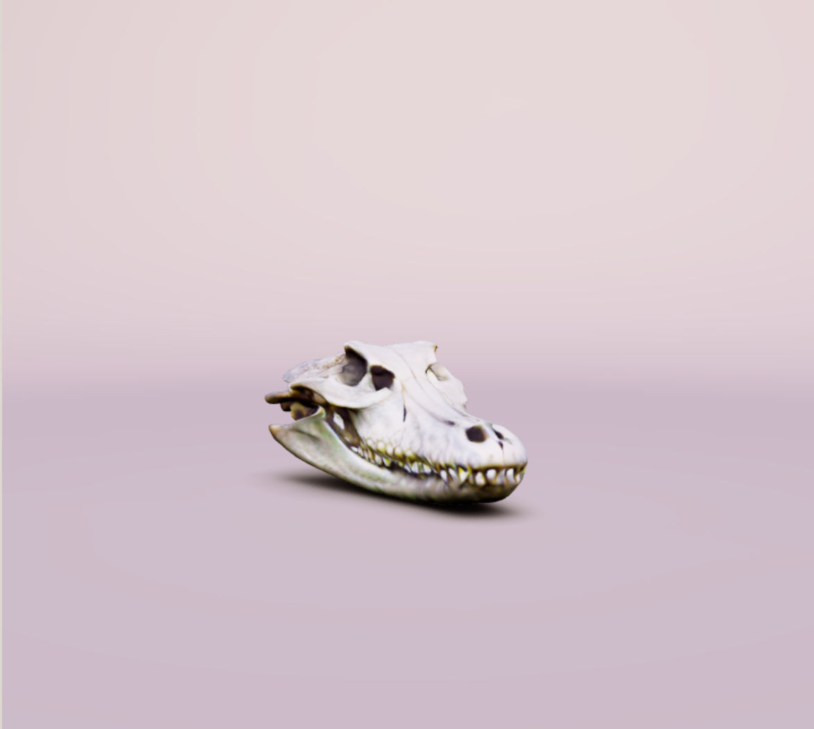 Human Dog Trex Alligator Skull All Together 3D print model_6