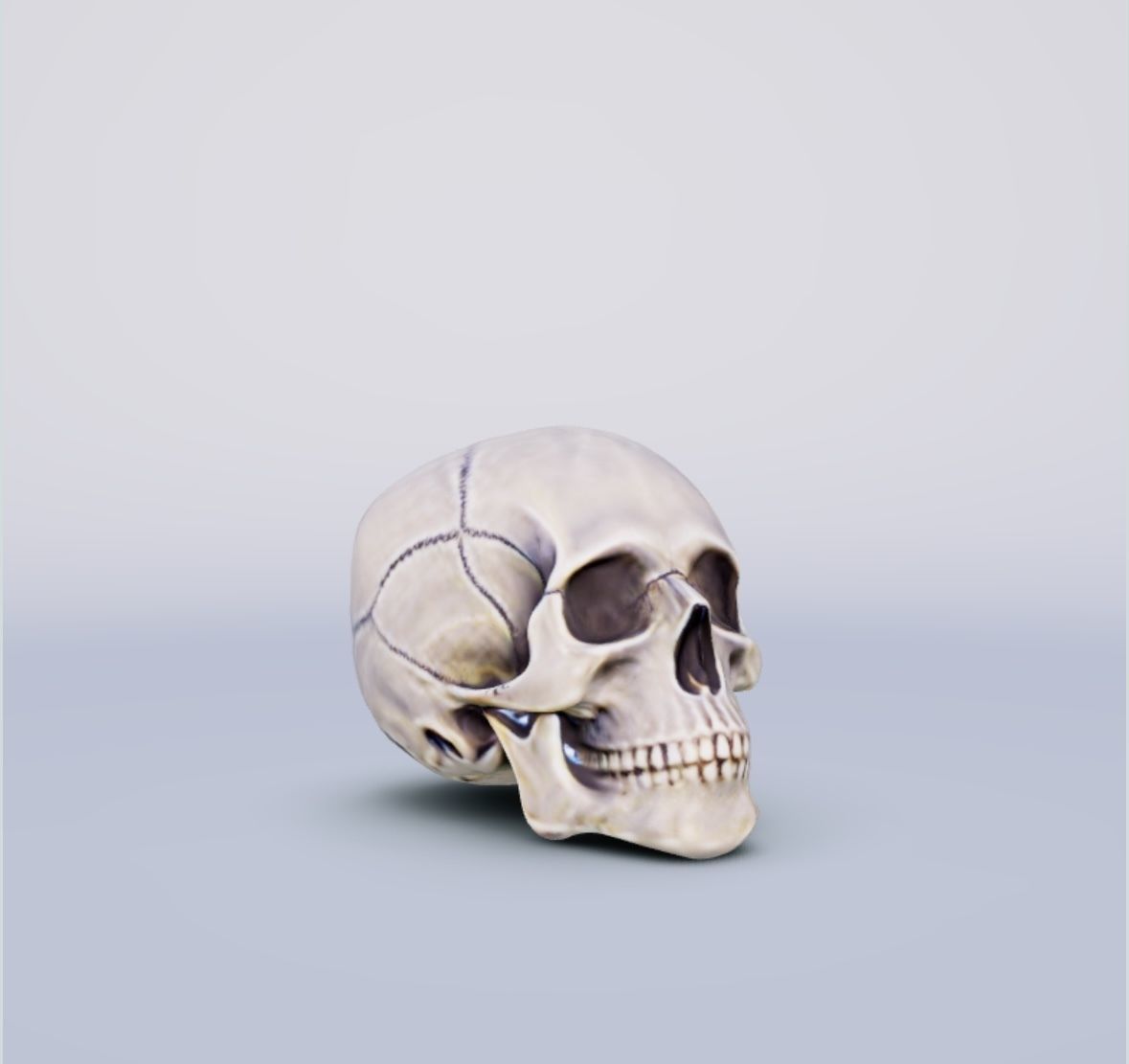 Human Dog Trex Alligator Skull All Together 3D print model_1