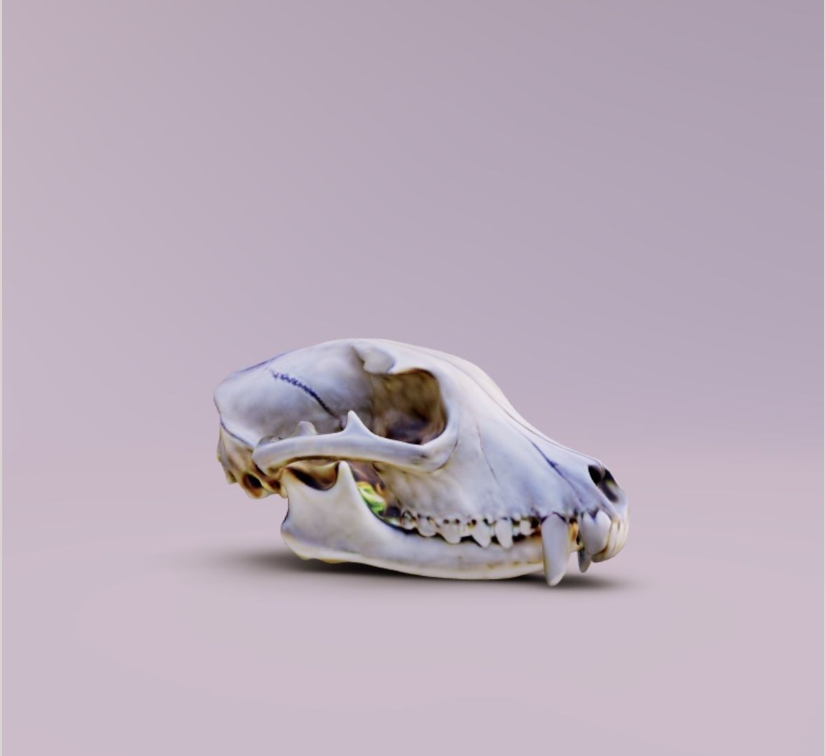Human Dog Trex Alligator Skull All Together 3D print model_3