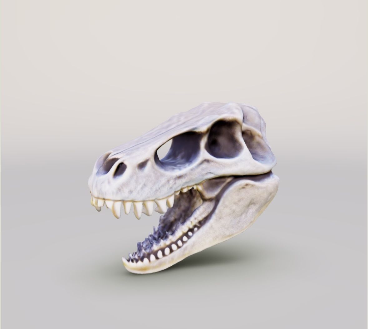 Human Dog Trex Alligator Skull All Together 3D print model_4