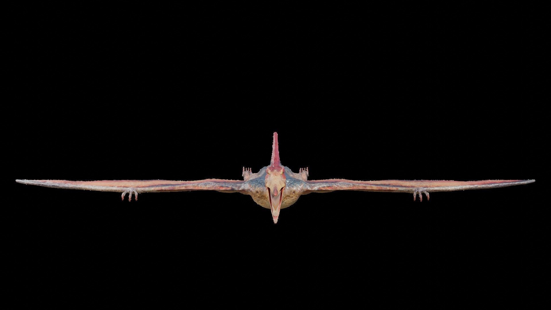 Pteranodon Low-poly 3D model_2