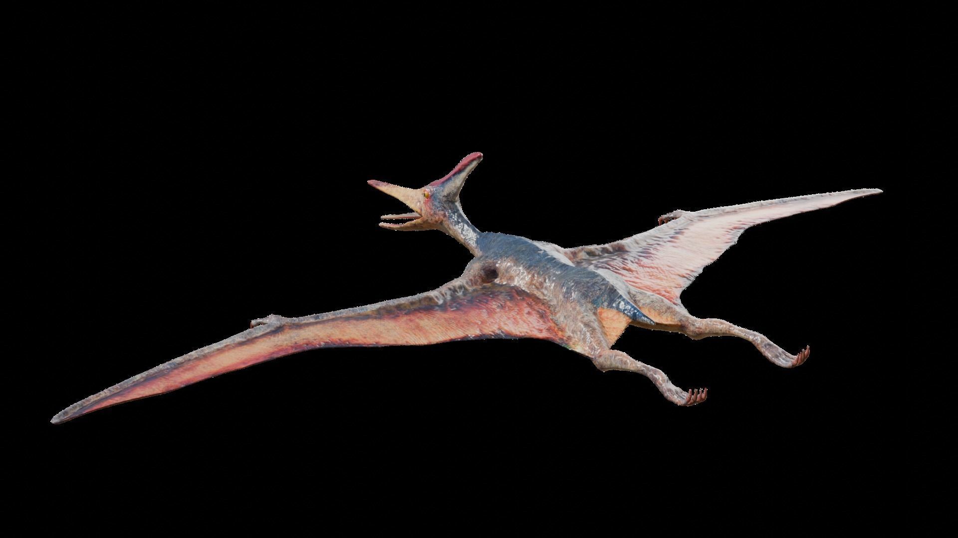 Pteranodon Low-poly 3D model_4