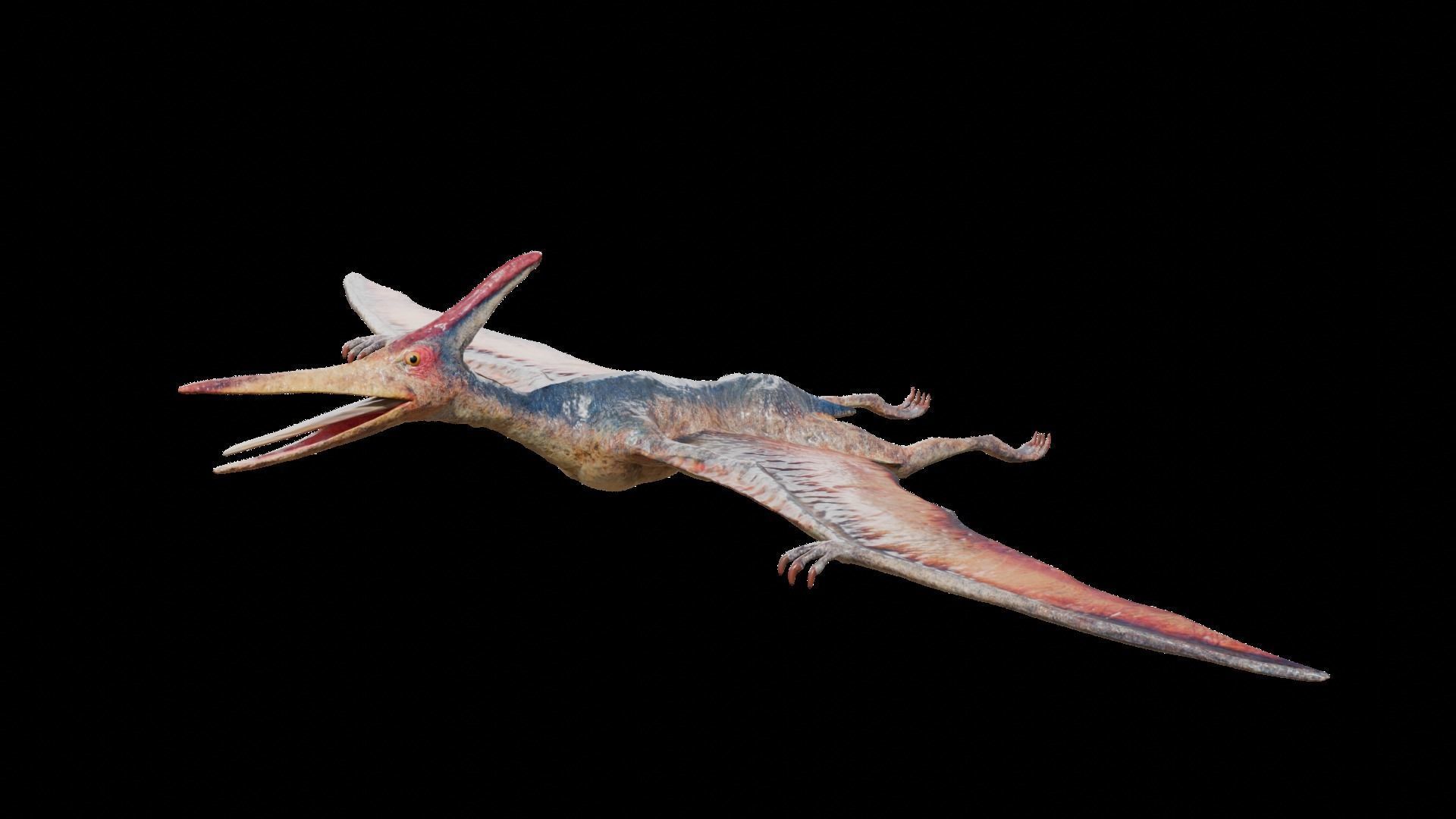 Pteranodon Low-poly 3D model_3