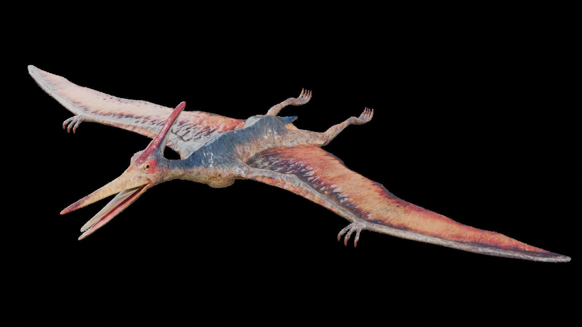 Pteranodon Low-poly 3D model_5