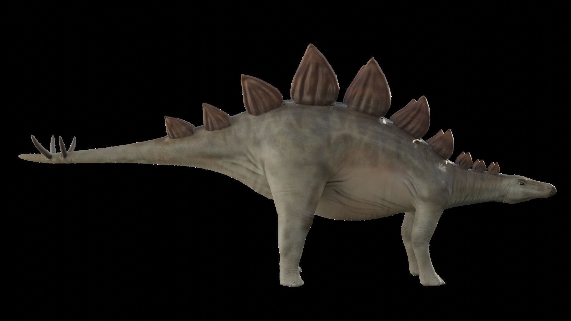 Stegosaurus Low-poly 3D model_4