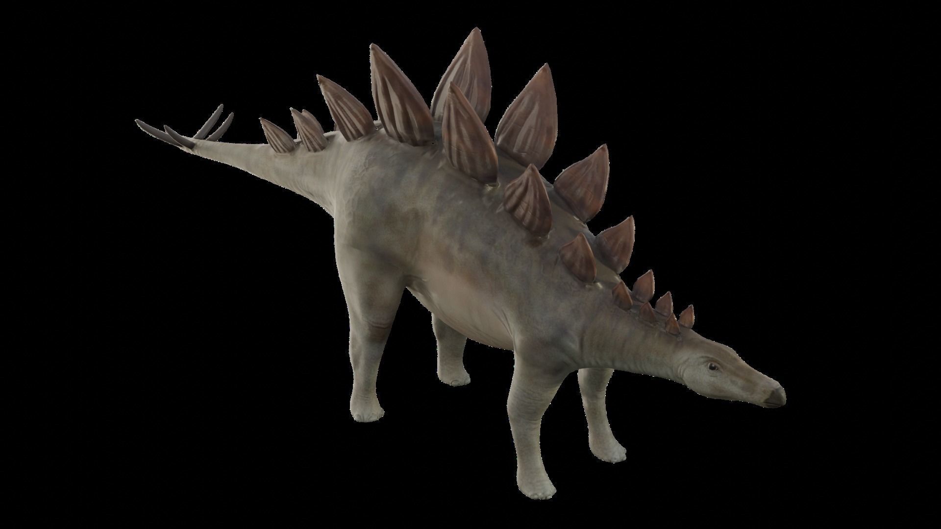 Stegosaurus Low-poly 3D model_5