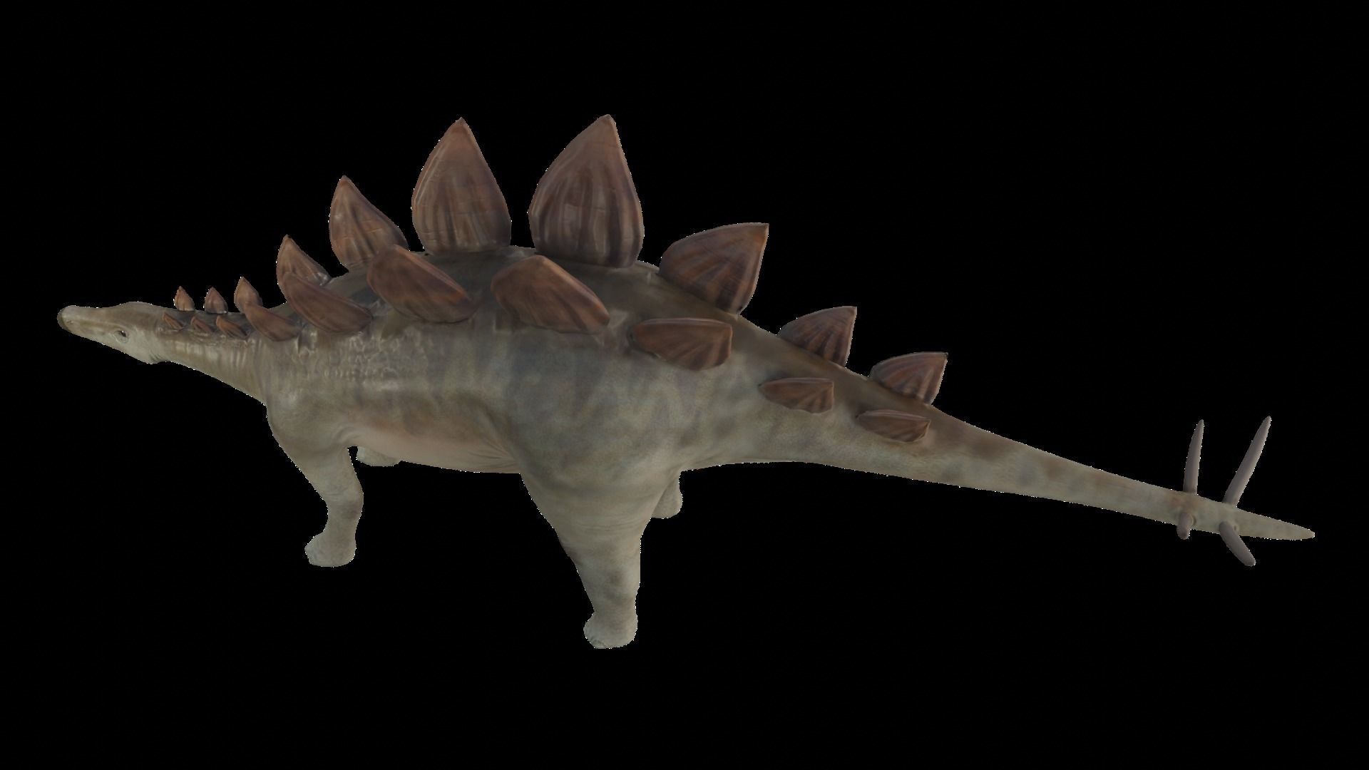 Stegosaurus Low-poly 3D model_8