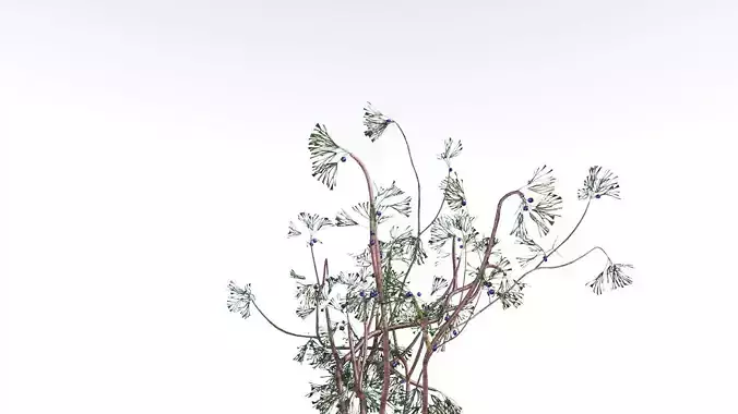 EVERYPlant Baiera LowPoly 3 --14 Models-- Low-poly 3D model