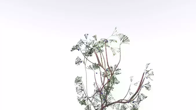 EVERYPlant Baiera LowPoly 4 --14 Models-- Low-poly 3D model