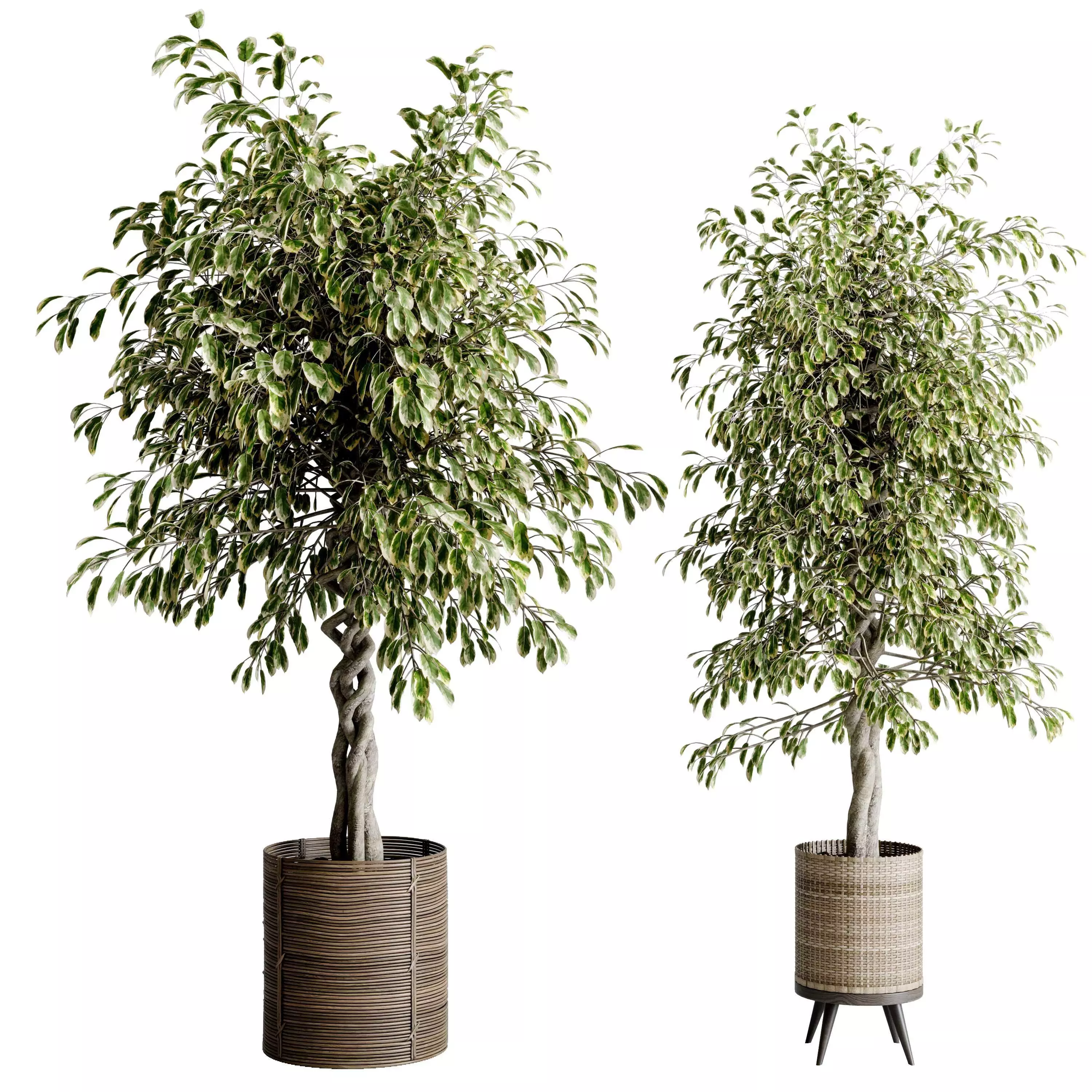 ficus benjamin in handmade wooden baskets - indoor plant set 440 3D model