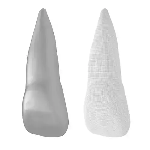 Human Upper Left Central Incisor Tooth 3D model