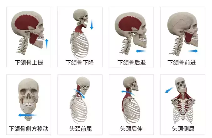 human muscle and skeleton Animation with 64 example 3D model