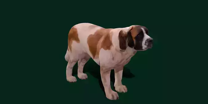 Saint Bernard Dog Breed
