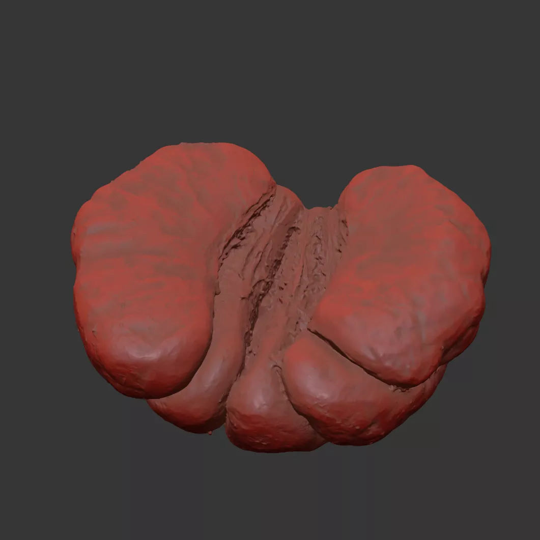 Clementine 3D model_7