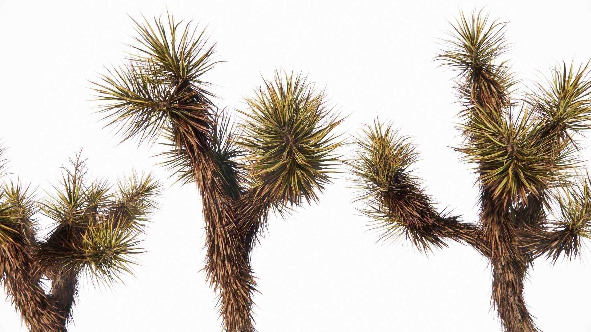 Yucca brevifolia - Joshua tree  3D model_3