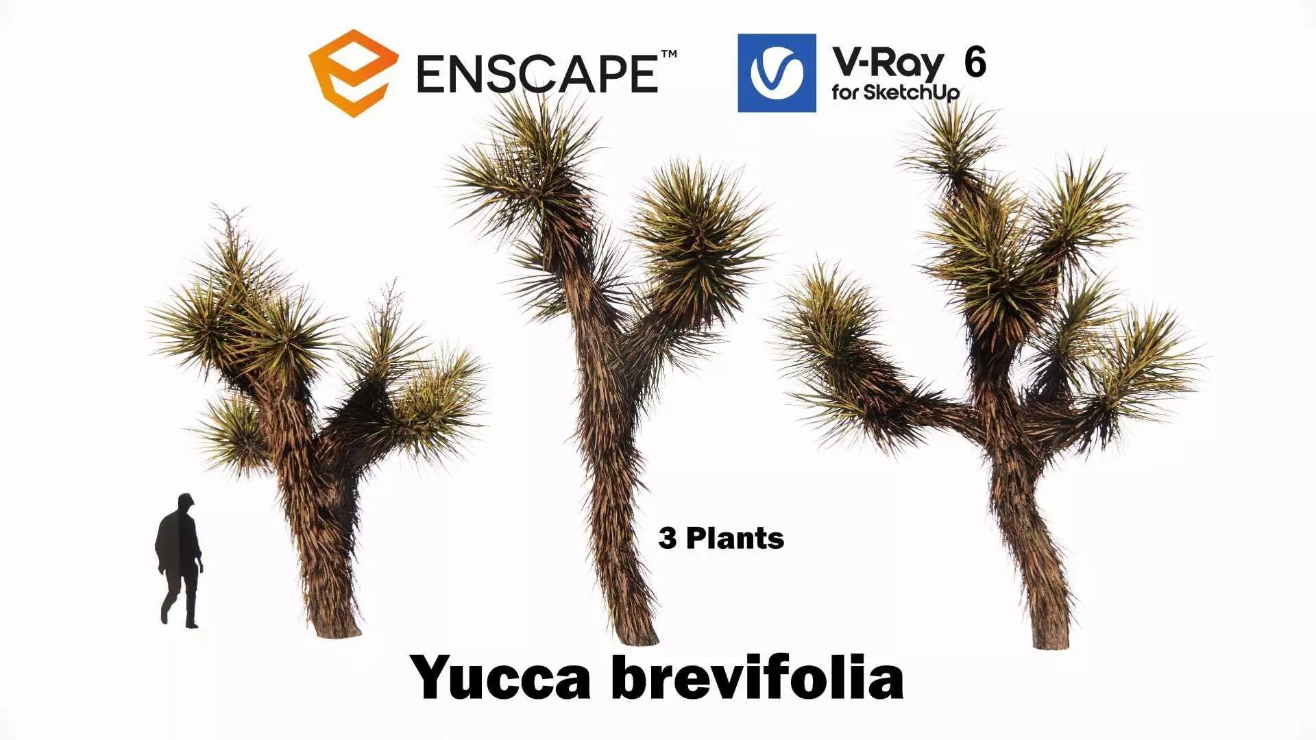 Yucca brevifolia - Joshua tree  3D model_0
