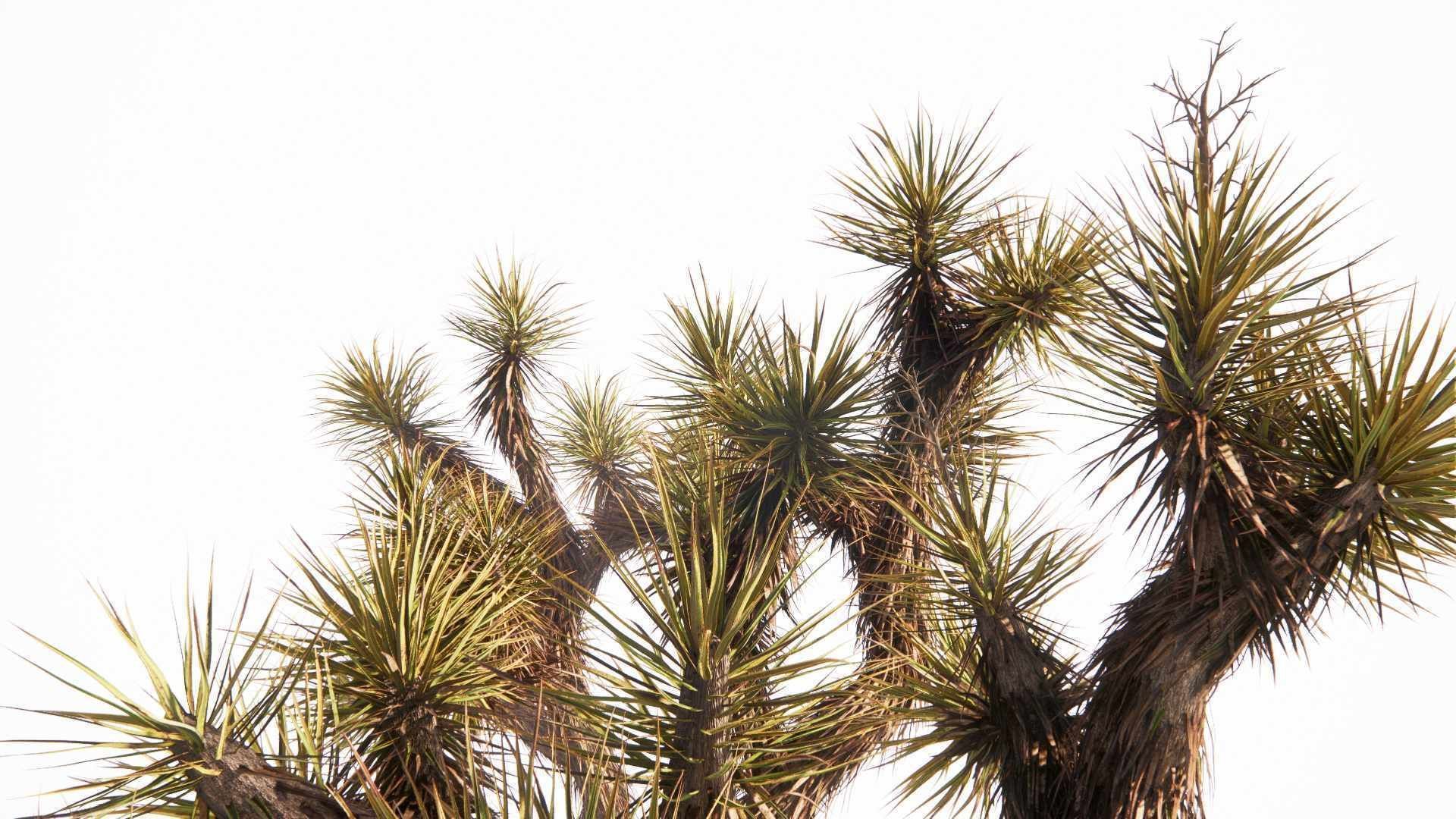 Yucca brevifolia - Joshua tree  3D model_2