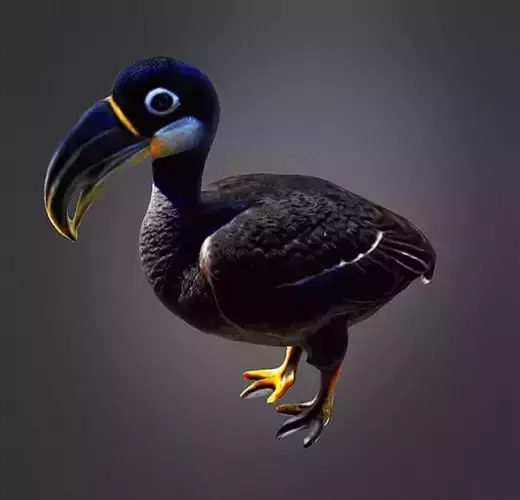 Dodo Bird Realistic