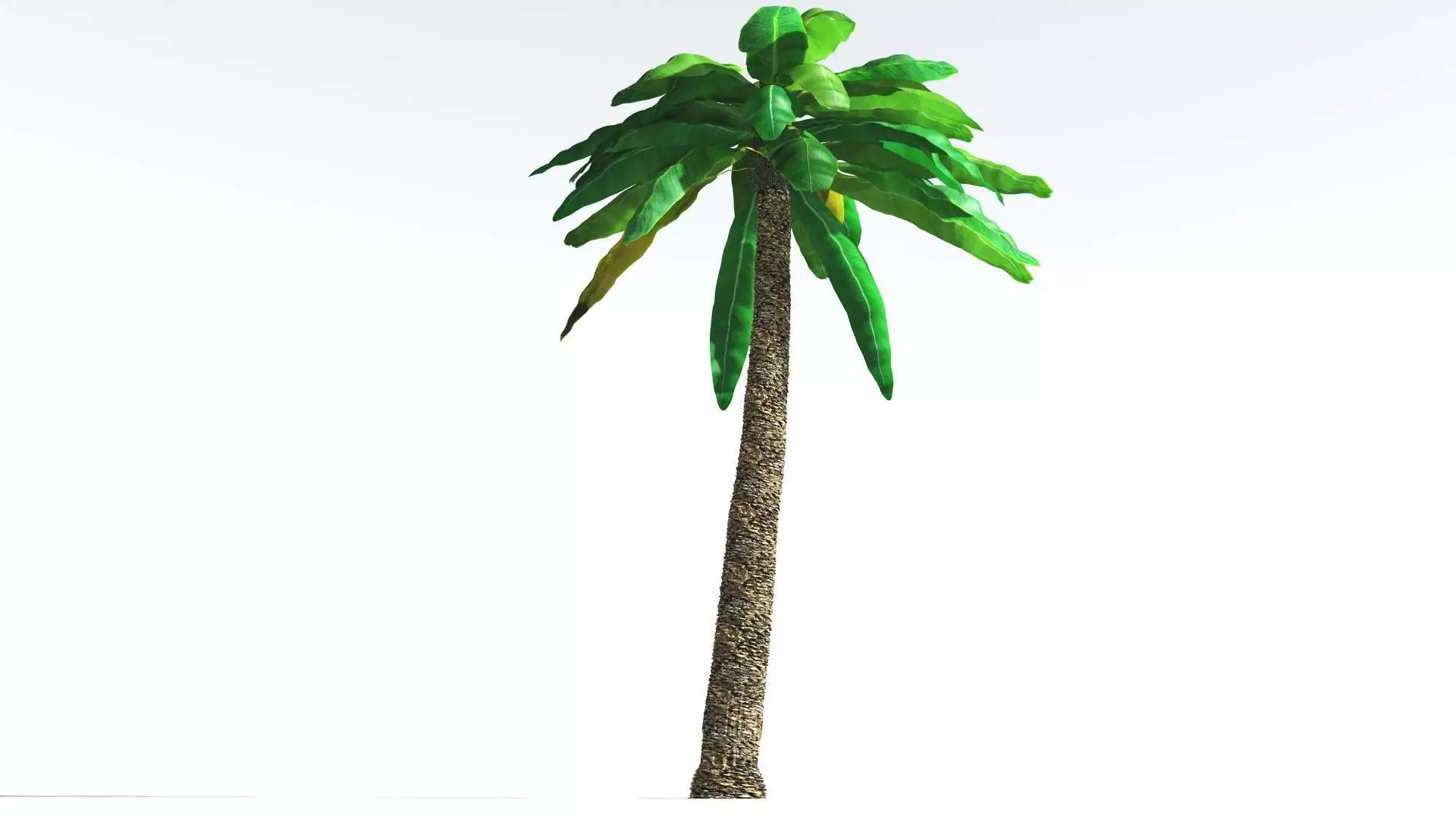 EVERYPlant Bjuvia Cycad 1 --12 Models-- 3D model