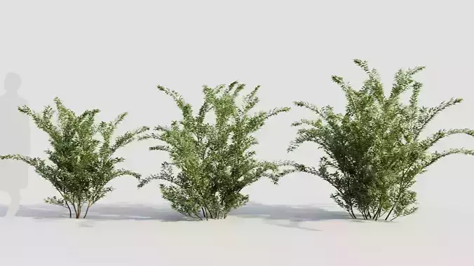 Cotoneaster francheti a 3D model