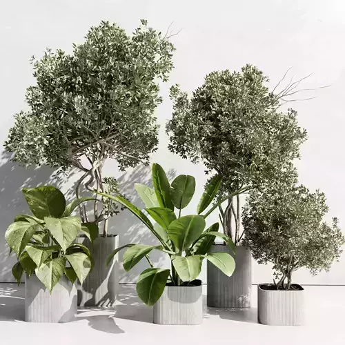 indoor plant set 451 plant tree vase dirty concrete