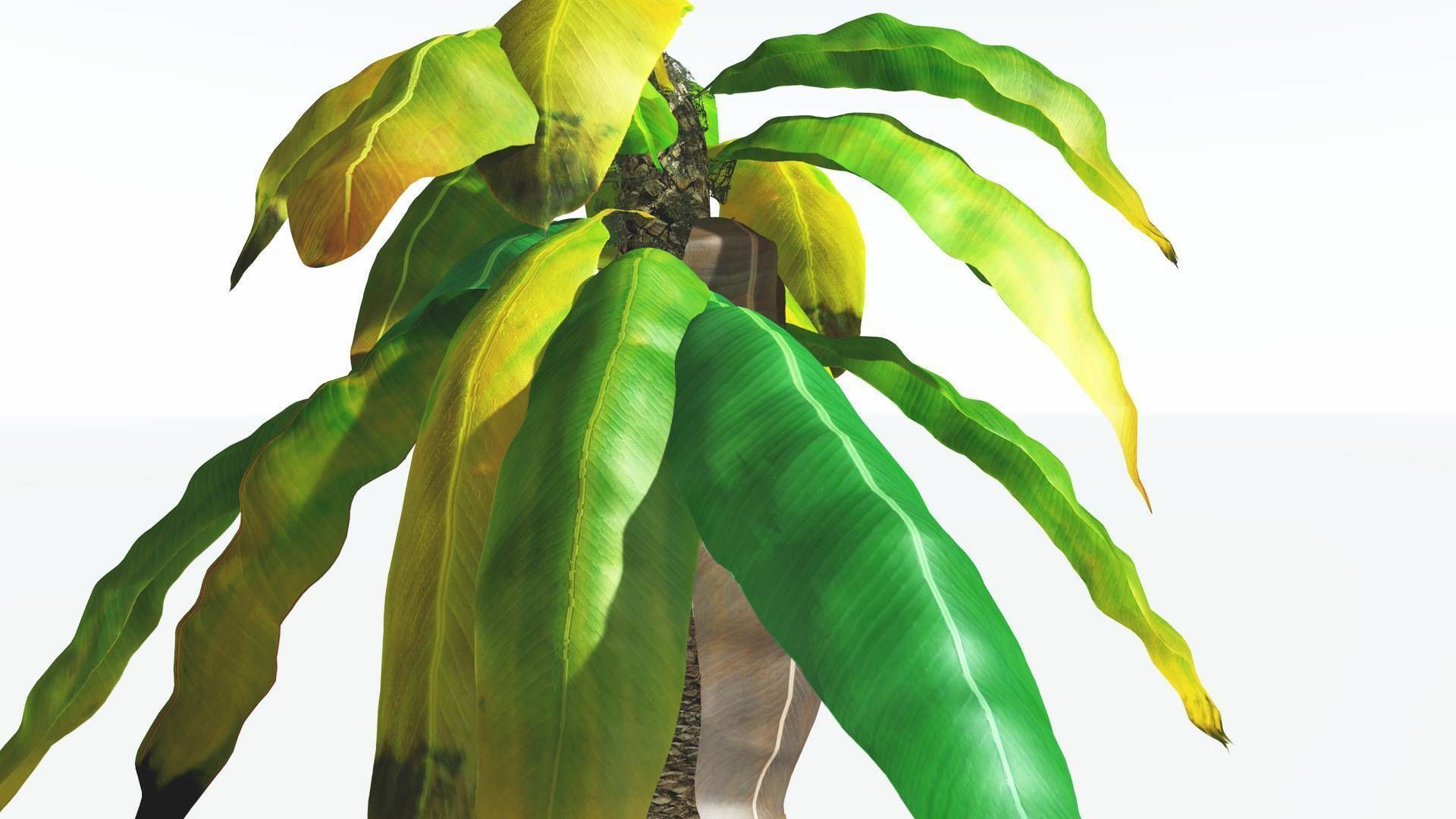 EVERYPlant Bjuvia Cycad 2 --12 Models-- 3D model_9