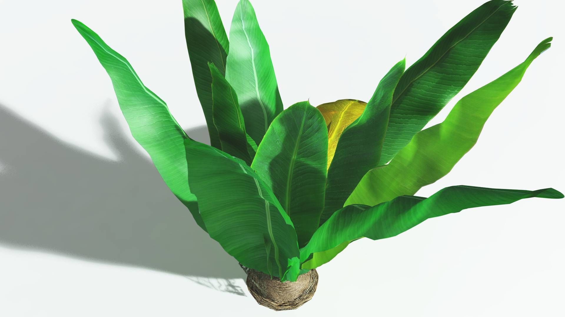 EVERYPlant Bjuvia Cycad 2 --12 Models-- 3D model_21