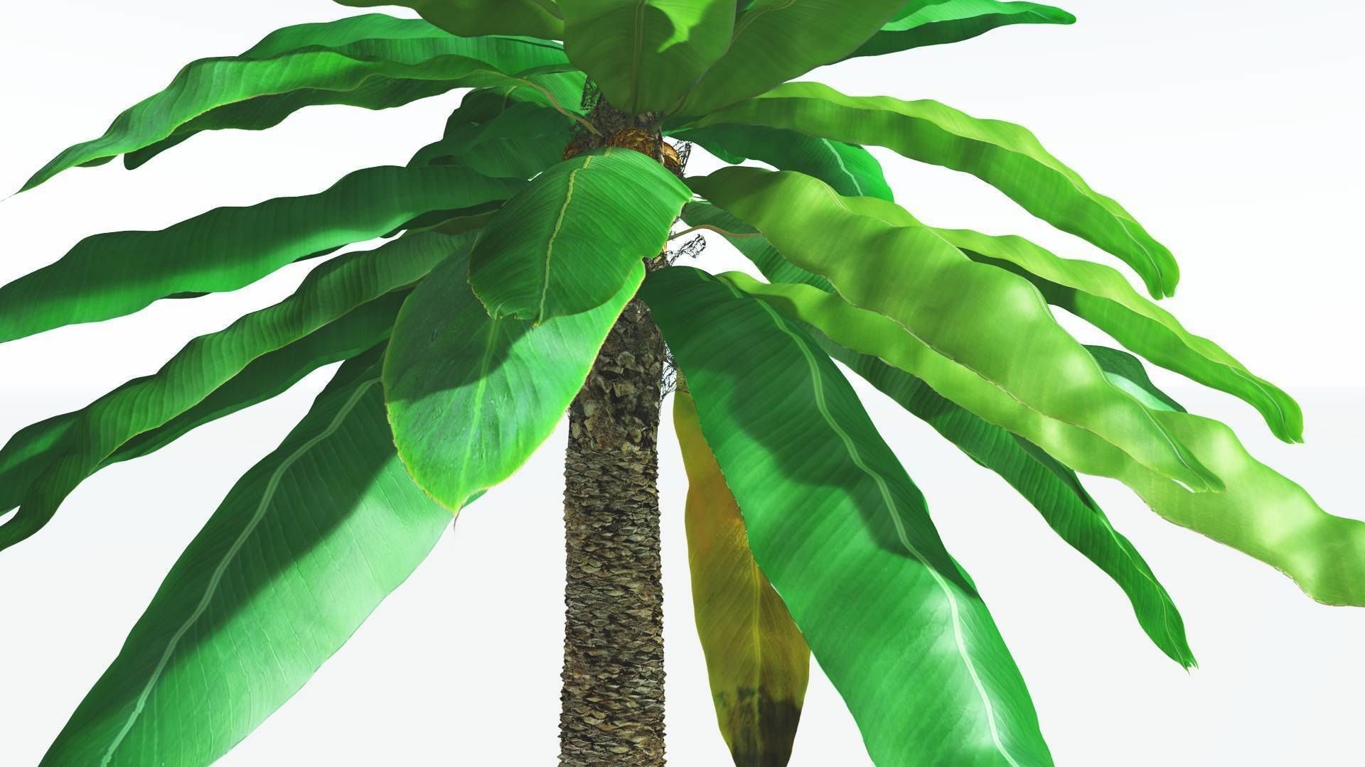 EVERYPlant Bjuvia Cycad 2 --12 Models-- 3D model_25