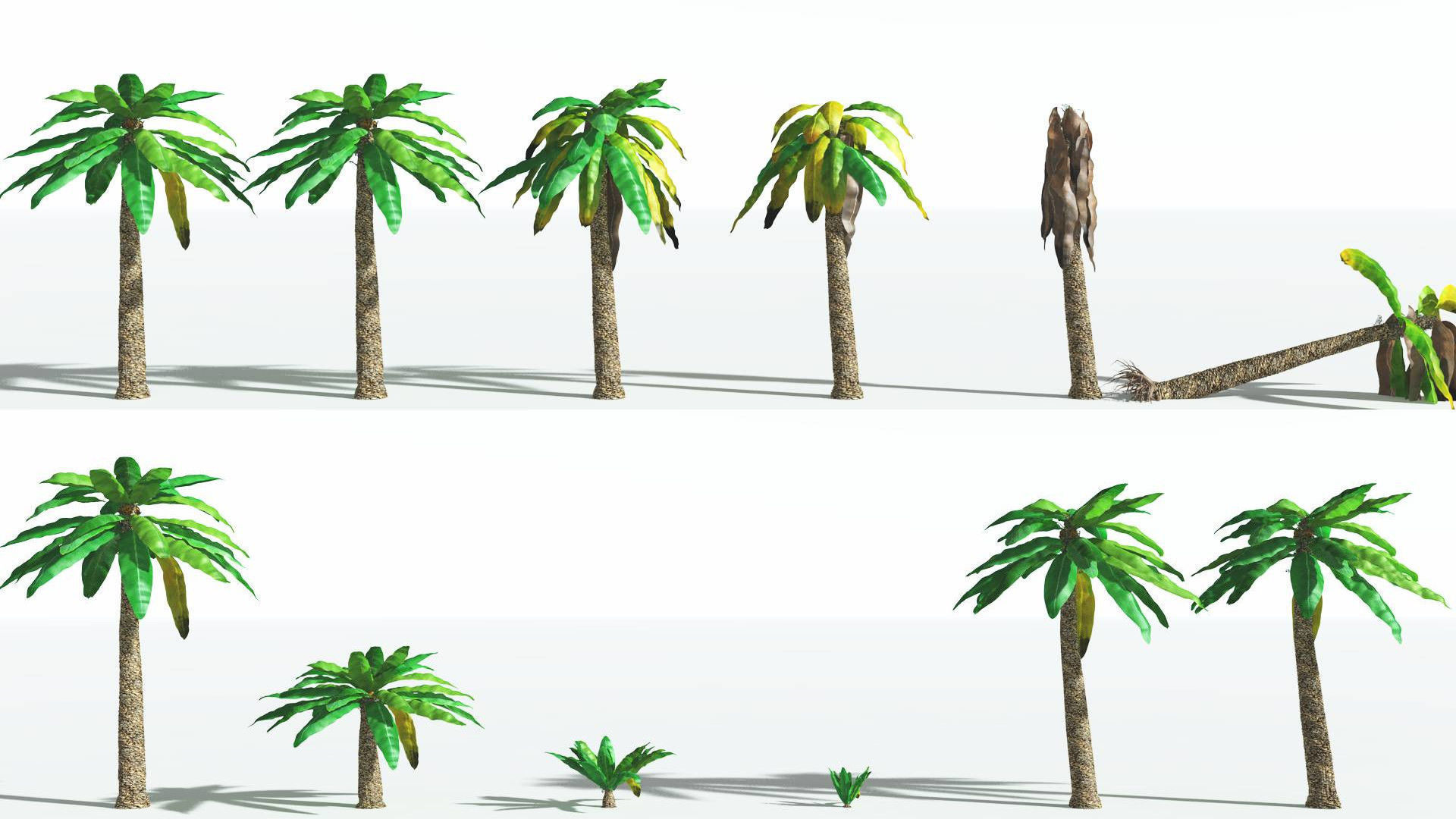 EVERYPlant Bjuvia Cycad 2 --12 Models-- 3D model_1