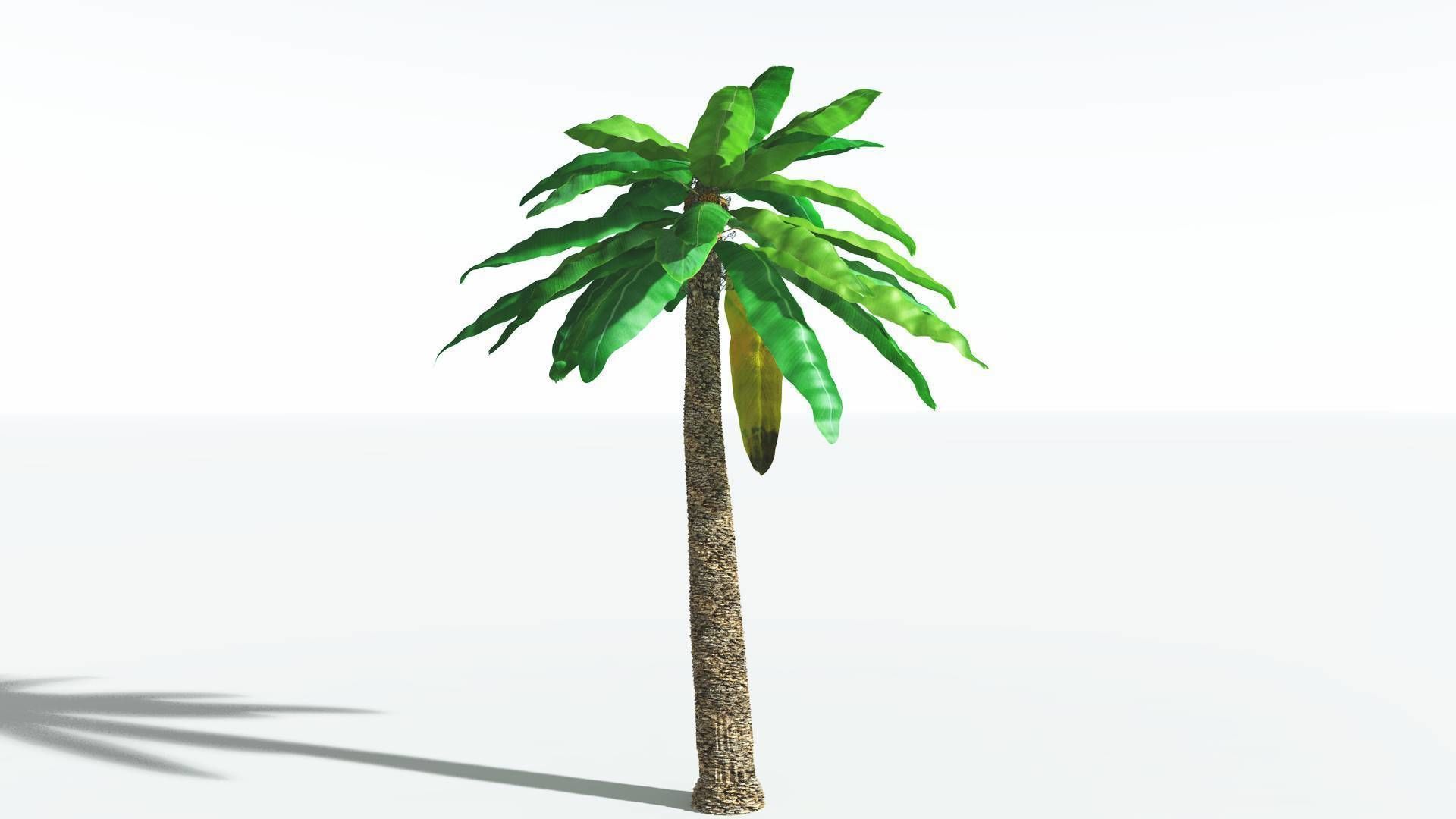 EVERYPlant Bjuvia Cycad 2 --12 Models-- 3D model_24