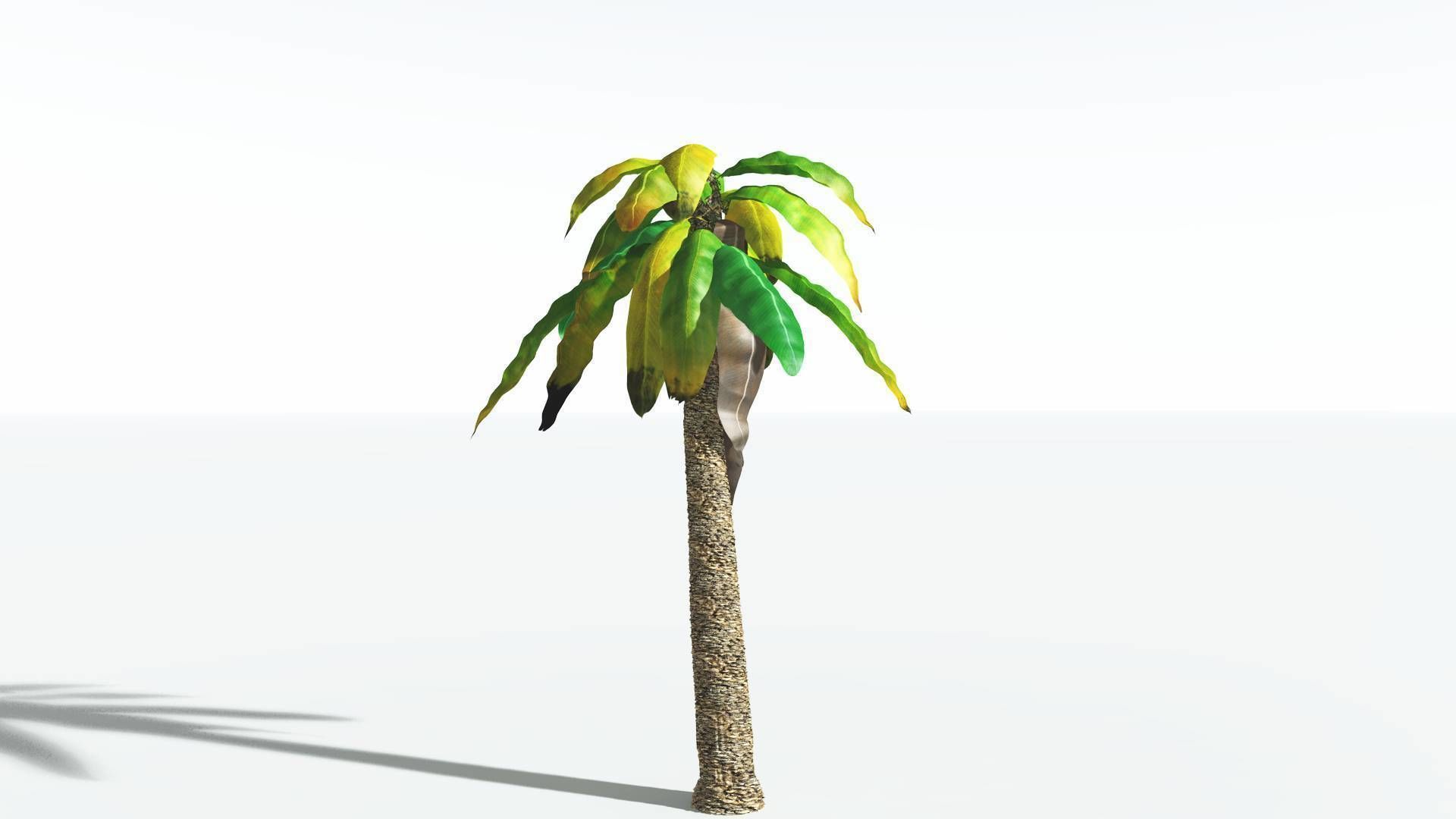 EVERYPlant Bjuvia Cycad 2 --12 Models-- 3D model_8