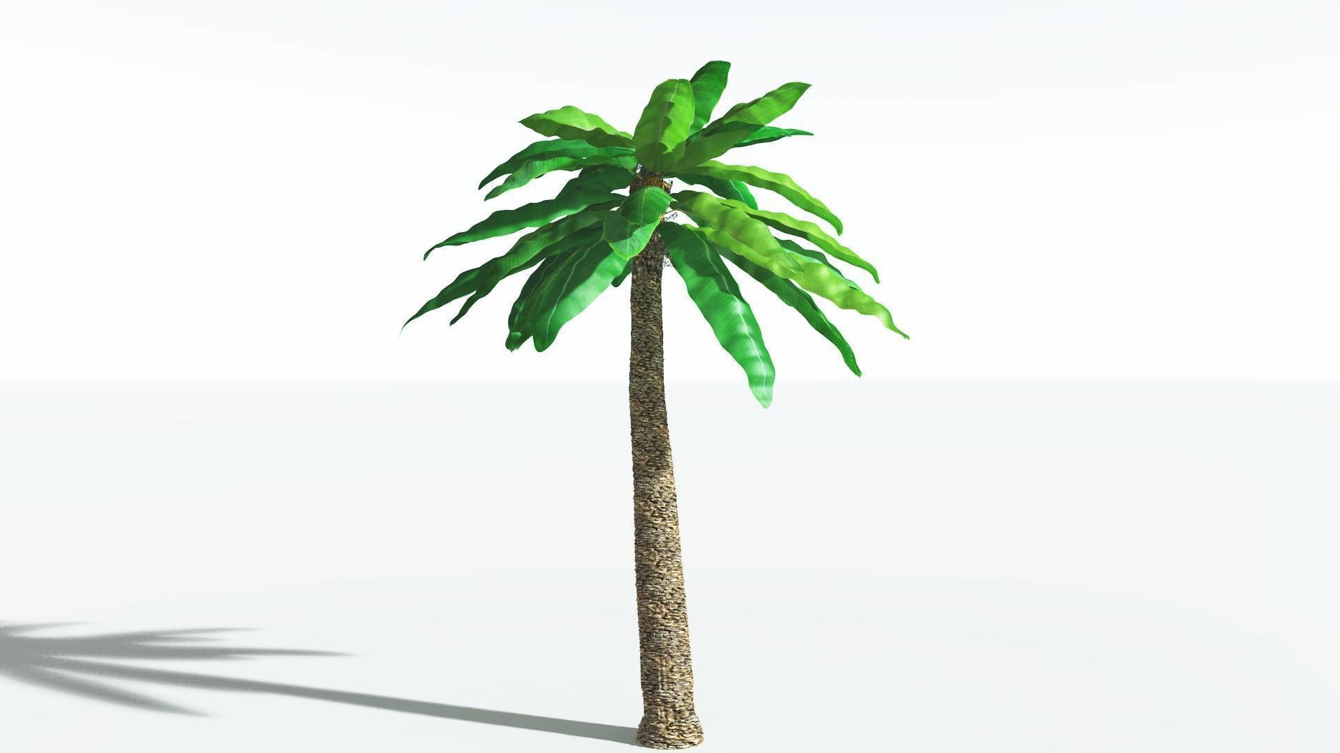 EVERYPlant Bjuvia Cycad 2 --12 Models-- 3D model_4