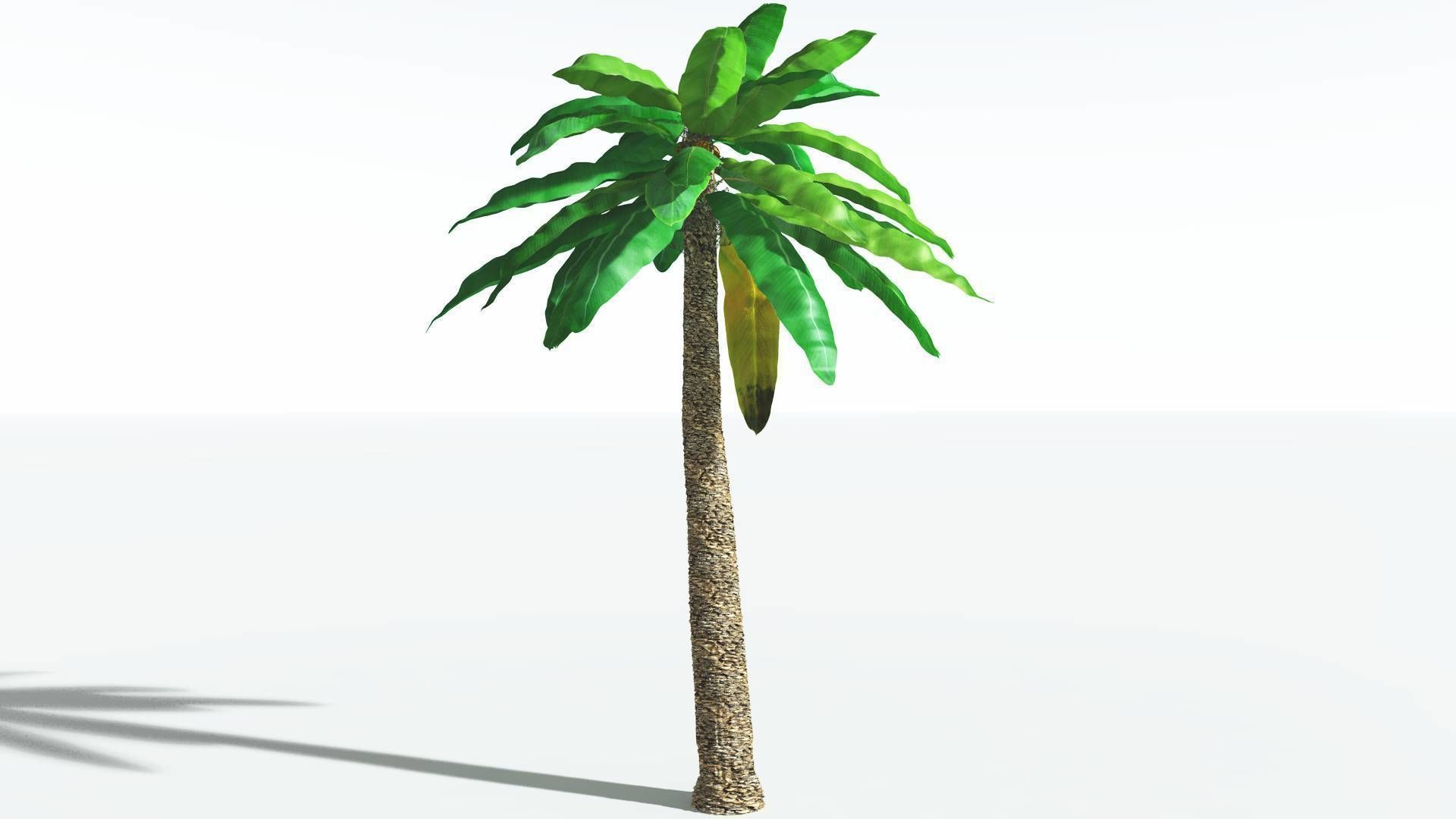 EVERYPlant Bjuvia Cycad 2 --12 Models-- 3D model_14