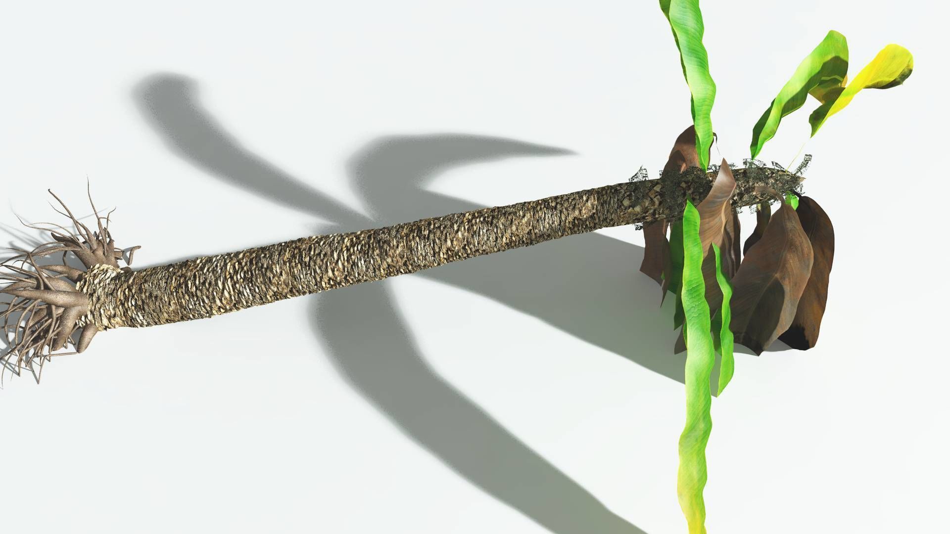 EVERYPlant Bjuvia Cycad 2 --12 Models-- 3D model_13