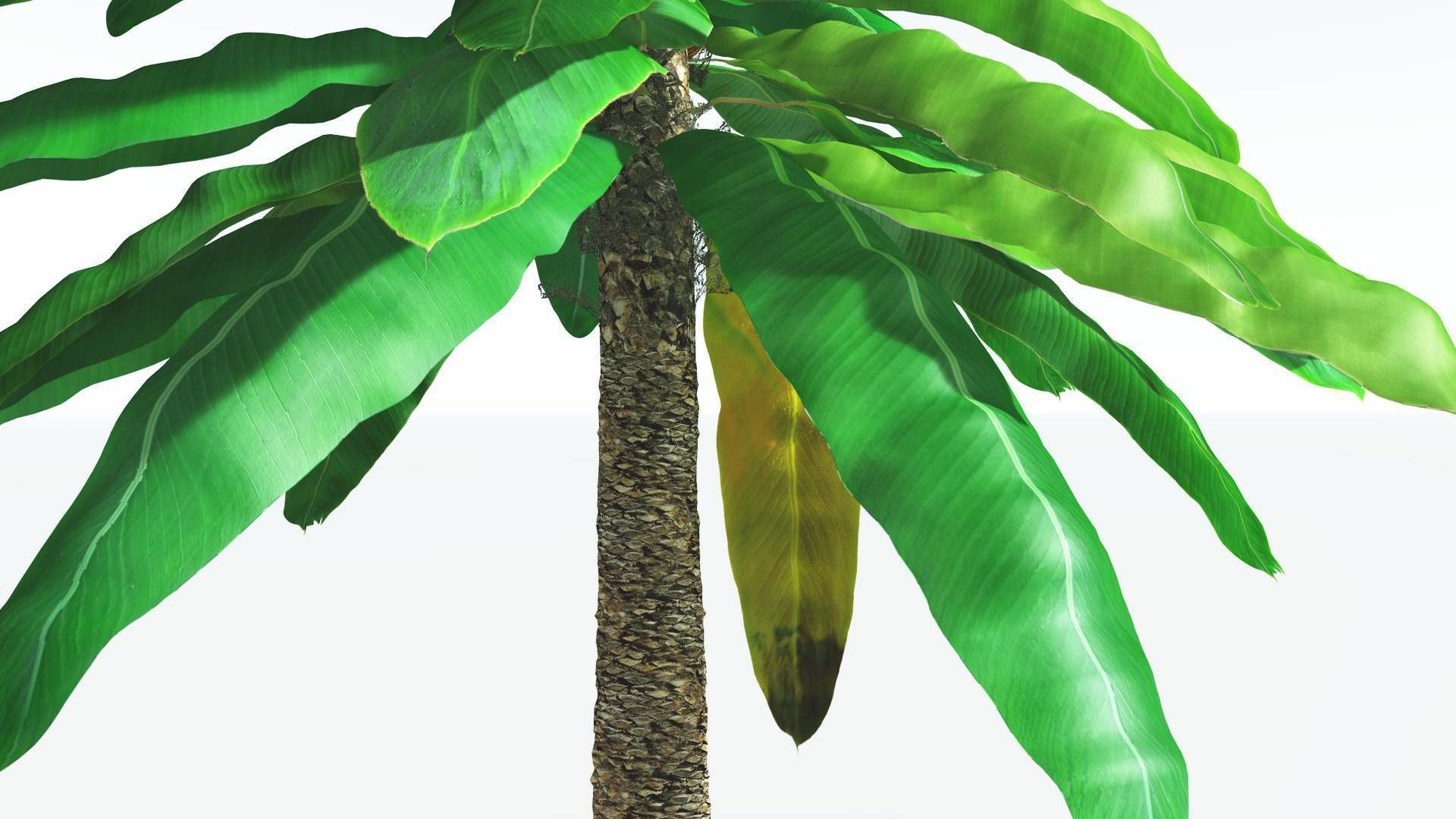 EVERYPlant Bjuvia Cycad 2 --12 Models-- 3D model_15