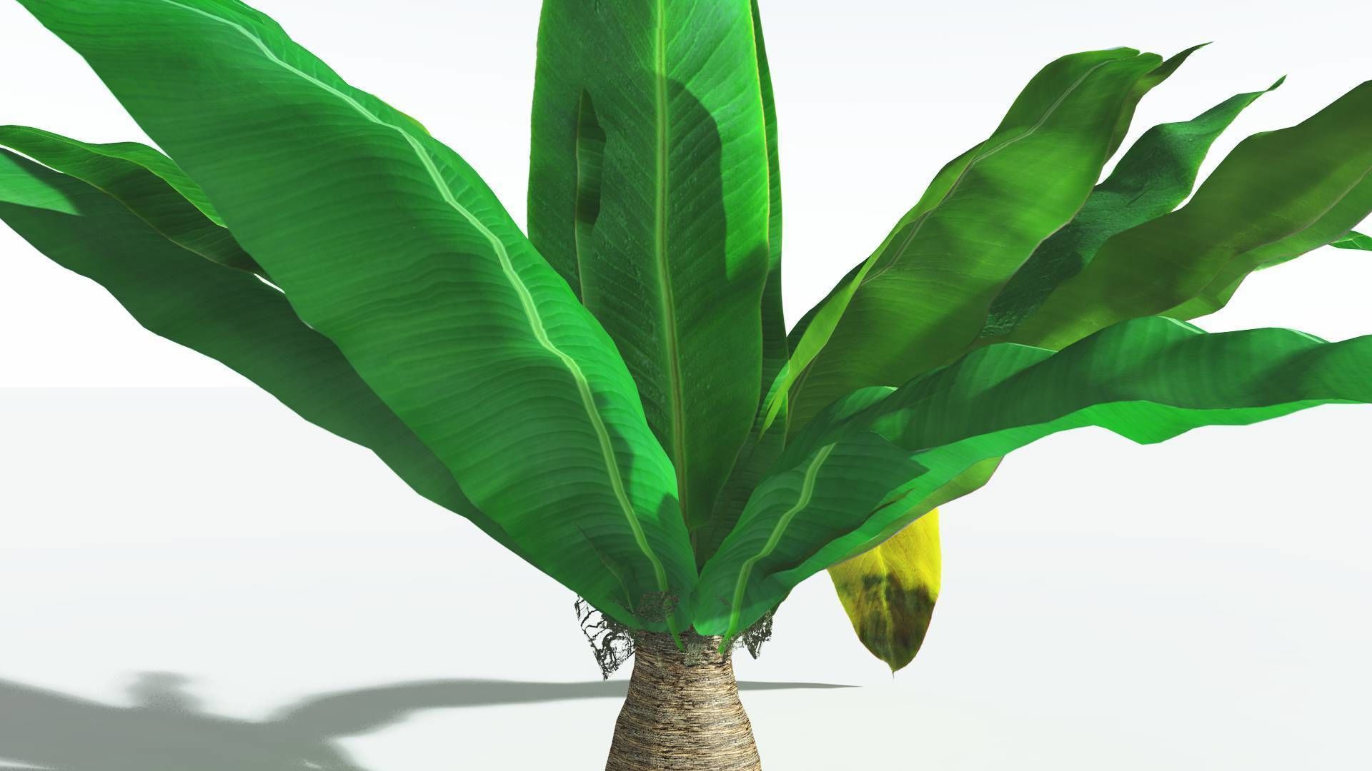 EVERYPlant Bjuvia Cycad 2 --12 Models-- 3D model_19