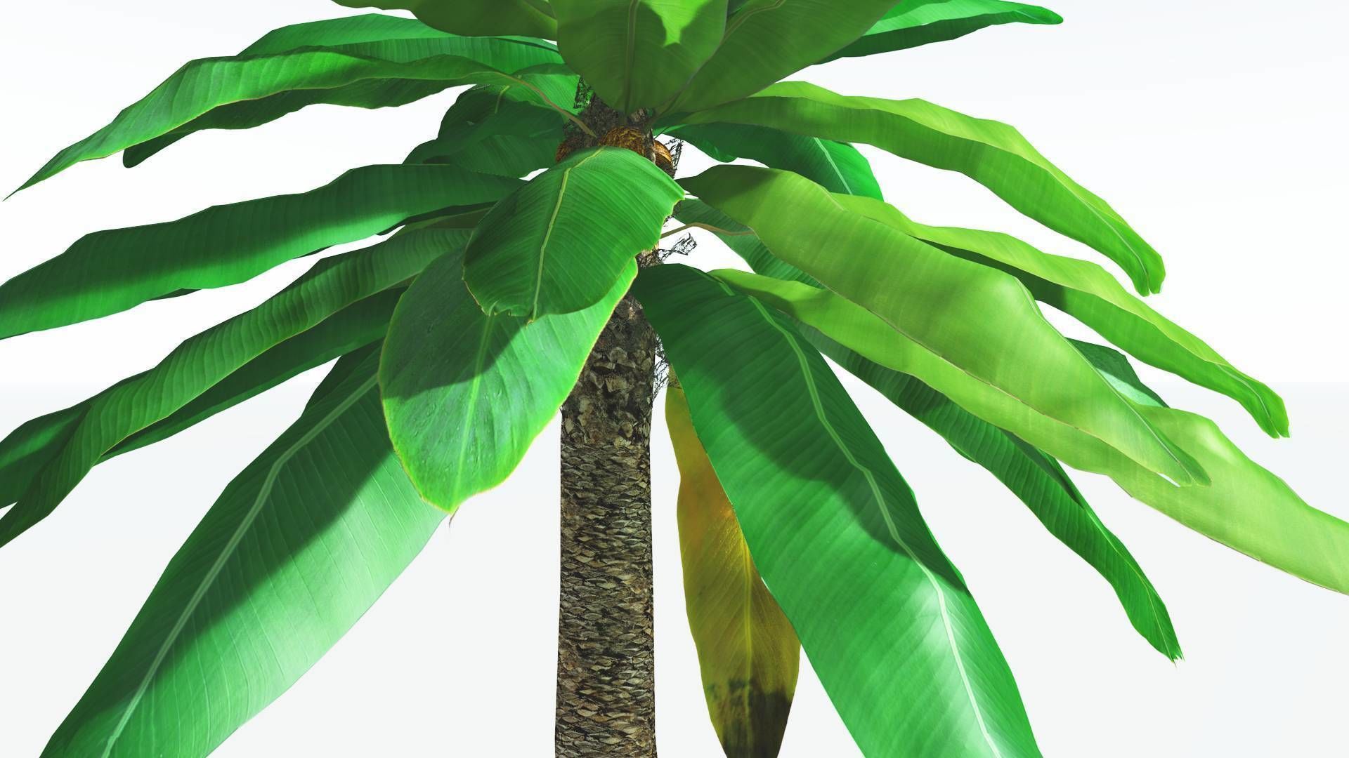 EVERYPlant Bjuvia Cycad 2 --12 Models-- 3D model_23