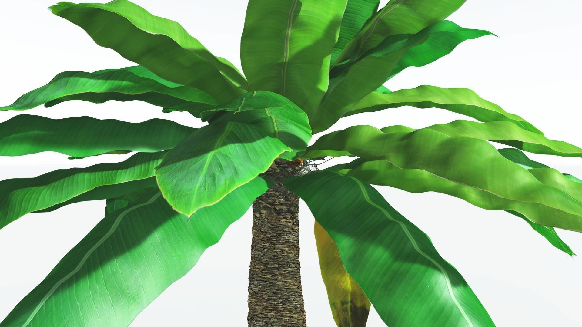 EVERYPlant Bjuvia Cycad 2 --12 Models-- 3D model_17