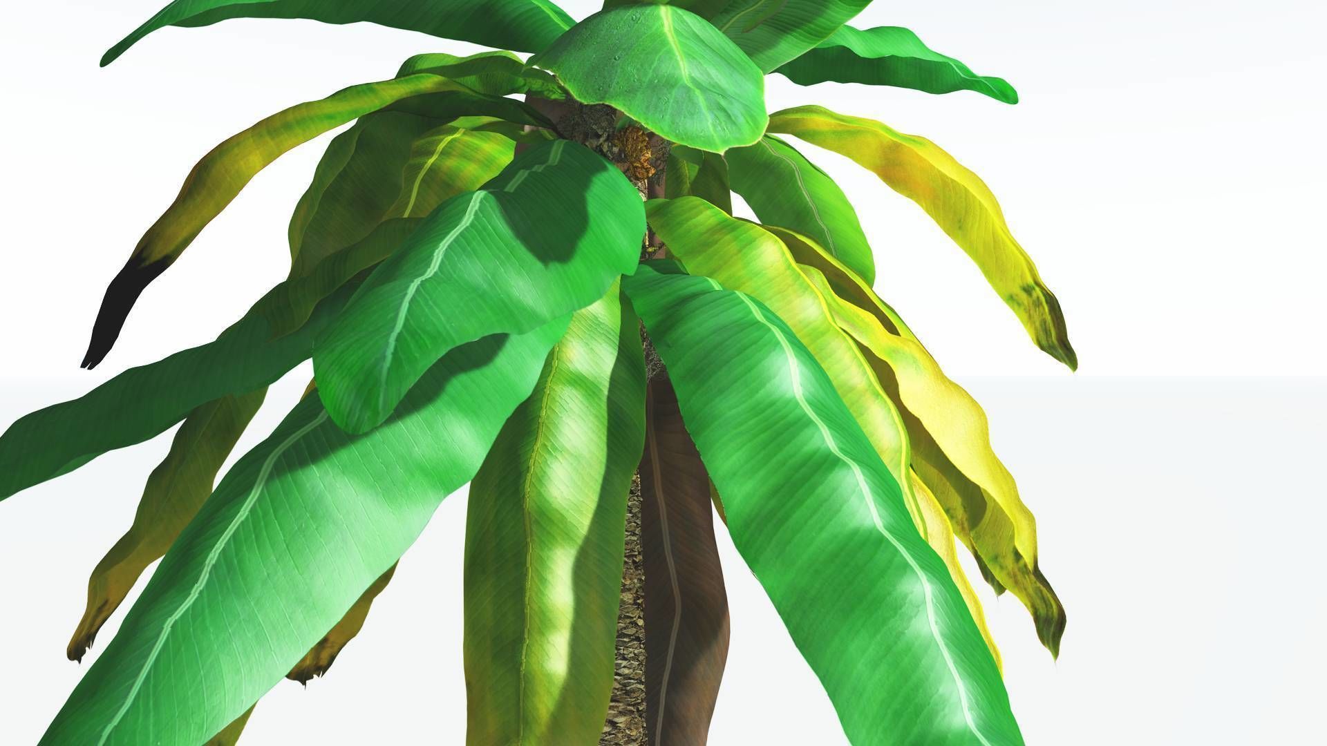 EVERYPlant Bjuvia Cycad 2 --12 Models-- 3D model_7